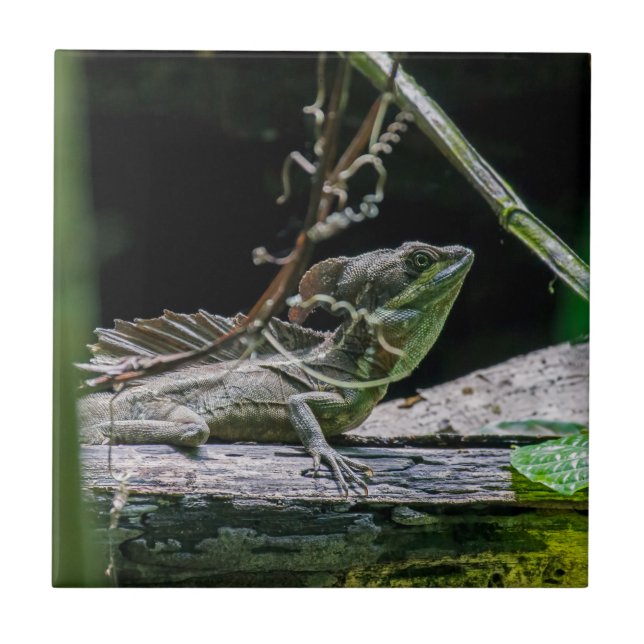 Costa Rica - Male Emerald Basilisk Lizard Tile (Front)