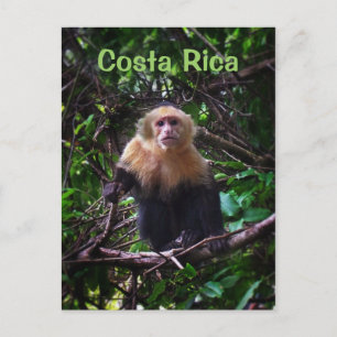 Costa Rica Monkey Postcard