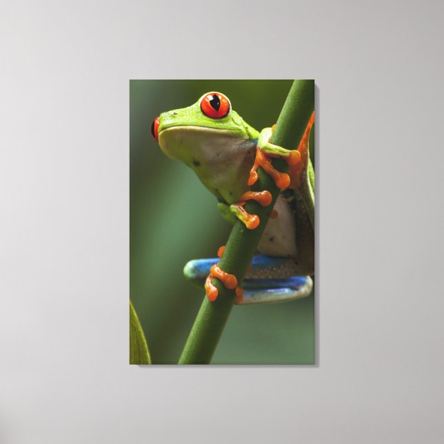 Costa Rica, Monteverde, Red-Eyed Tree Frog Canvas Print (Front)