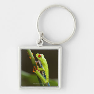 Costa Rica, Monteverde, Red-Eyed Tree Frog Keychain