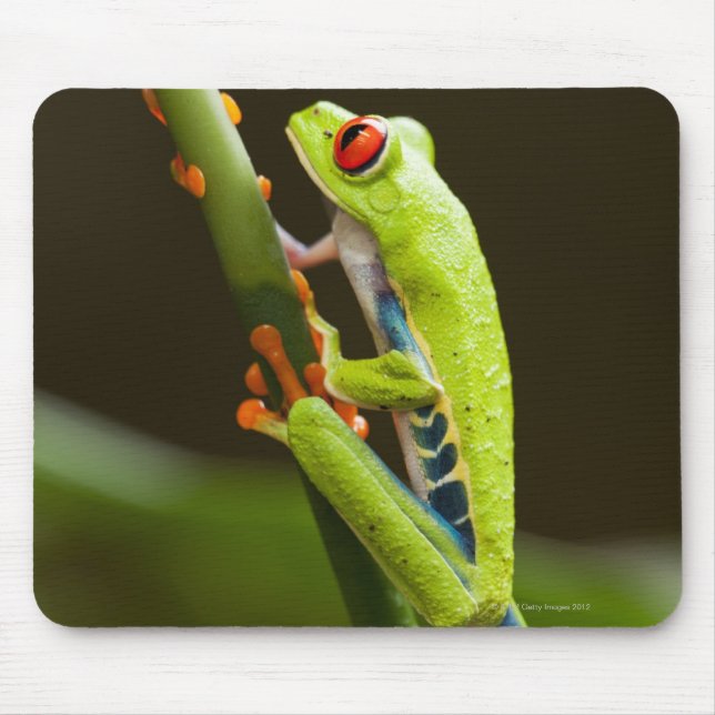 Costa Rica, Monteverde, Red-Eyed Tree Frog Mouse Pad (Front)