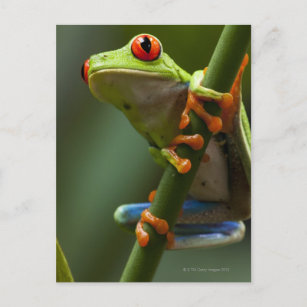 Costa Rica, Monteverde, Red-Eyed Tree Frog Postcard