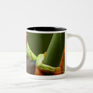 Costa Rica, Monteverde, Red-Eyed Tree Frog Two-Tone Coffee Mug