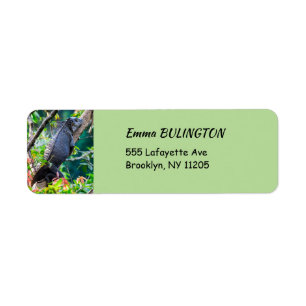 Costa Rica, Muelle - Lazy Iguana reposant dans un 