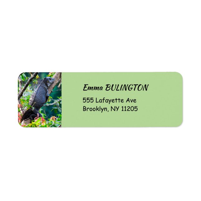 Costa Rica, Muelle - Lazy Iguana reposant dans un  (Devant)