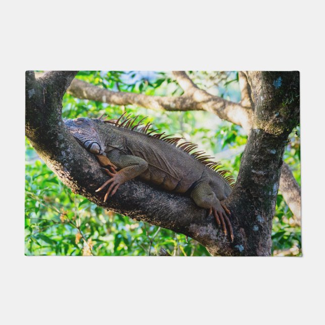 Costa Rica, Muelle - Lazy Iguana resting in a tree Doormat (Front)