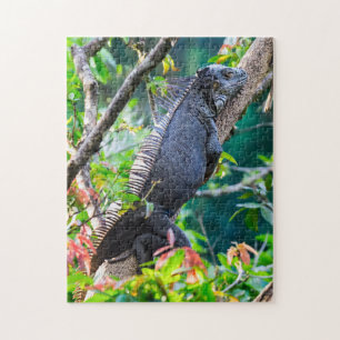 Costa Rica, Muelle - Lazy Iguana resting in a tree Jigsaw Puzzle