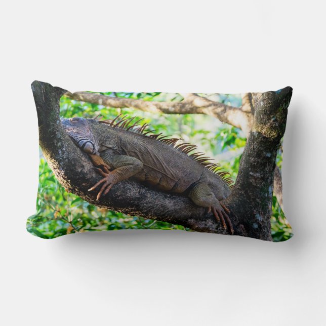 Costa Rica, Muelle - Lazy Iguana resting in a tree Lumbar Pillow (Front)