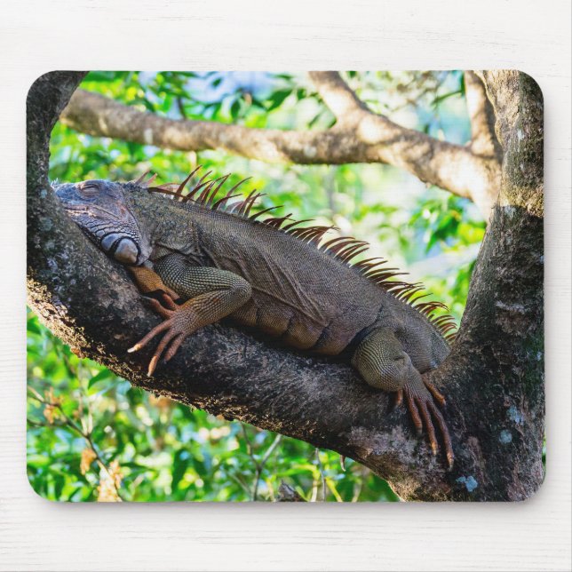 Costa Rica, Muelle - Lazy Iguana resting in a tree Mouse Pad (Front)
