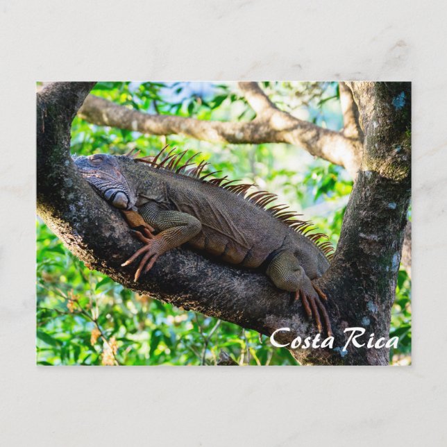 Costa Rica, Muelle - Lazy Iguana resting in a tree Postcard (Front)