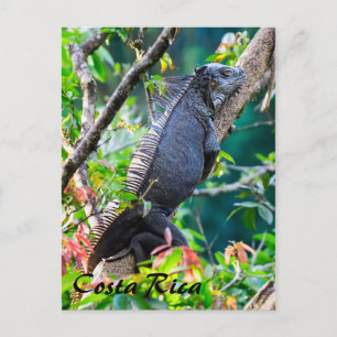 Costa Rica, Muelle - Lazy Iguana resting in a tree Postcard