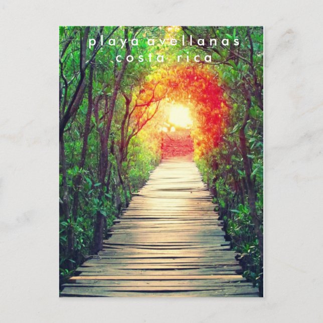 Costa Rica Playa Avellanas Mangrove Postcard (Front)