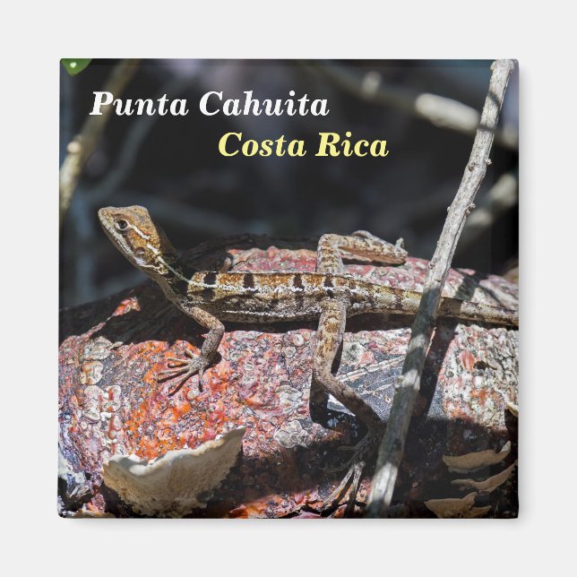 Costa Rica, Punta Cahuita - Female basilisk Lizard Magnet (Front)