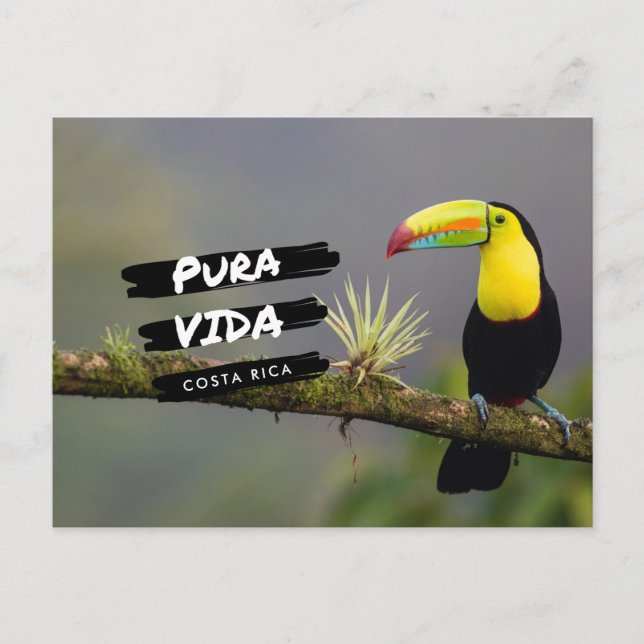 Costa Rica Pura Vida Toucan Photo Postcard (Front)