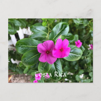 Costa Rica Purple Flower Postcard