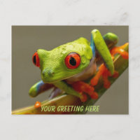 Costa Rica Red-Eyed Frog Personalized