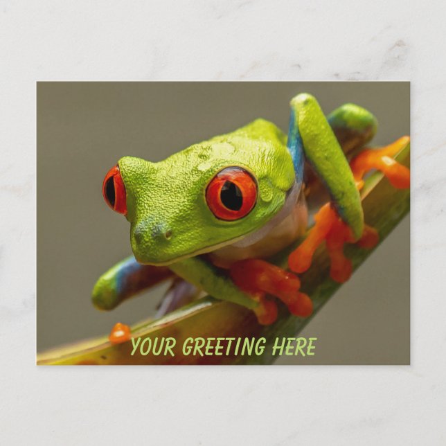 Costa Rica Red-Eyed Frog Personalized Postcard (Front)