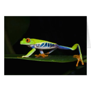 Costa Rica, Red-eyed Tree Frog (Agalychnis