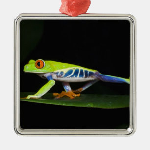 Costa Rica, Red-eyed Tree Frog (Agalychnis Metal Ornament