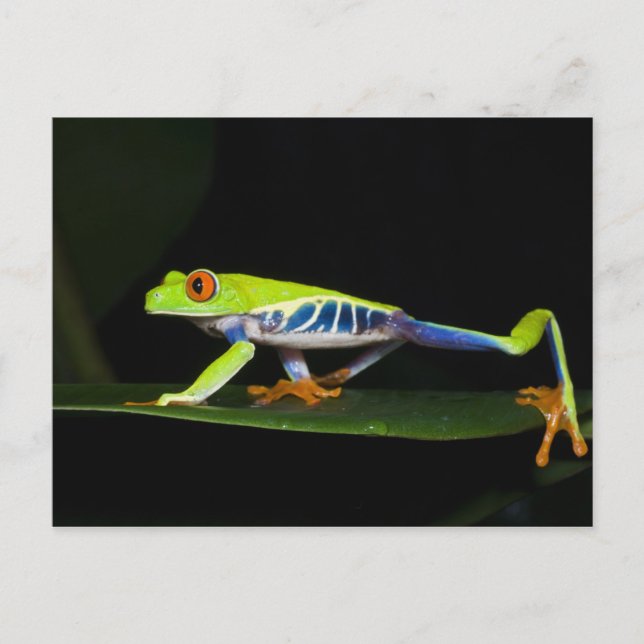 Costa Rica, Red-eyed Tree Frog (Agalychnis Postcard (Front)