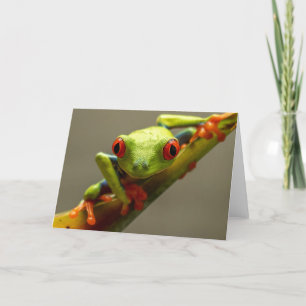 Costa Rica Red-Eyed Tree Frog "I See You" Blank Card