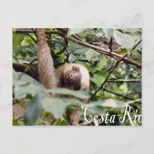 Costa Rica - Sloth Postcard