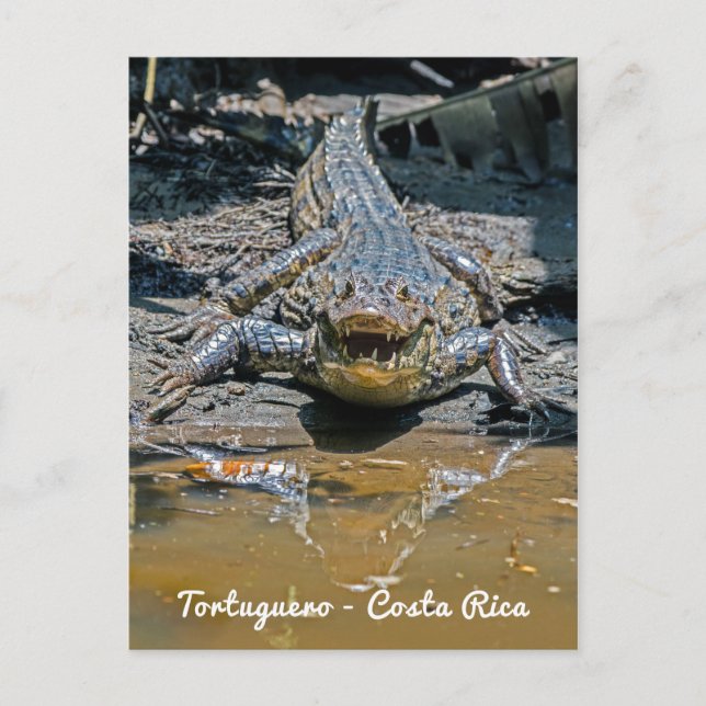 Costa Rica, Tortuguero - Aggressive crocodile Postcard (Front)