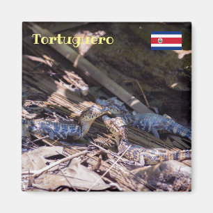 Costa Rica, Tortuguero -  Baby crocodiles Magnet