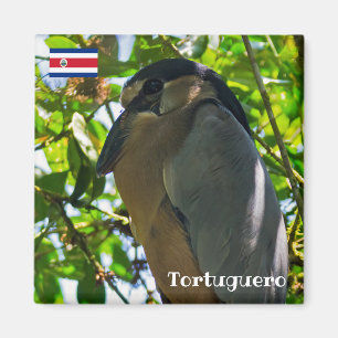Costa Rica, Tortuguero -  Boat-billed Heron Magnet
