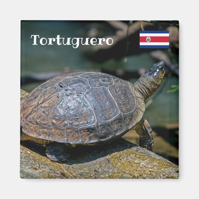 Costa Rica, Tortuguero -  River Turtle Magnet (Front)