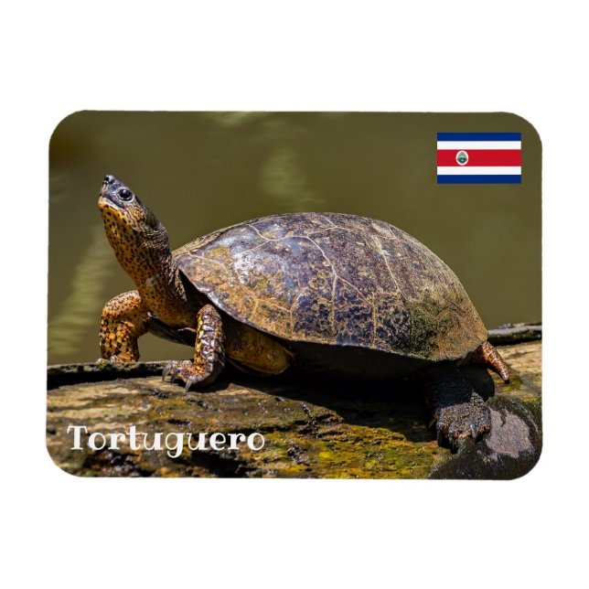 Costa Rica, Tortuguero - River Turtle Magnet (Horizontal)