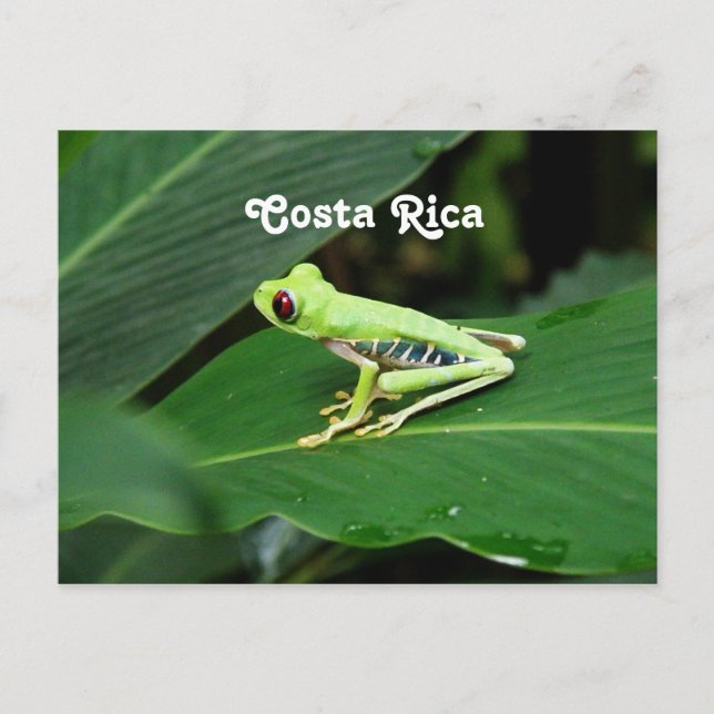Costa Rica Tree Frog Postcard (Front)