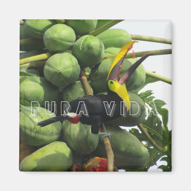 Costa Rica Tropical Toucan Pura Vida Magnet (Front)