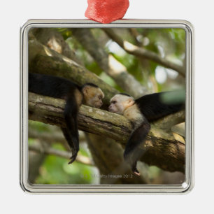 Costa Rica, Two monkeys resting on tree, lying Metal Ornament