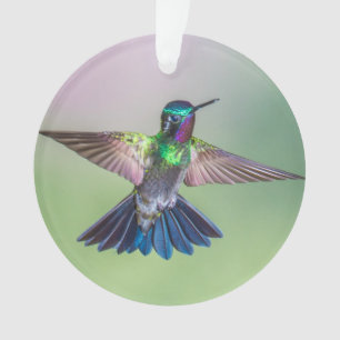 Costa Rica : Un colibri pourpre, vert et bleu vola