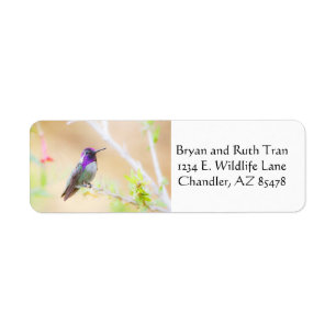 Costa's amongst the foliage