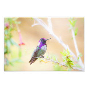 Costa's hummingbird among the foliage photo print