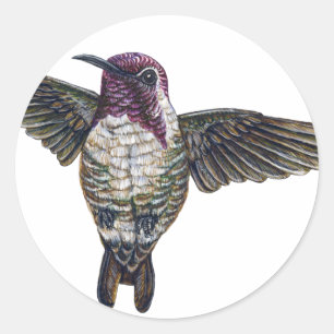 Costa's Hummingbird Classic Round Sticker