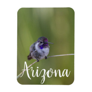 Costa's Hummingbird in August light, Arizona Magnet