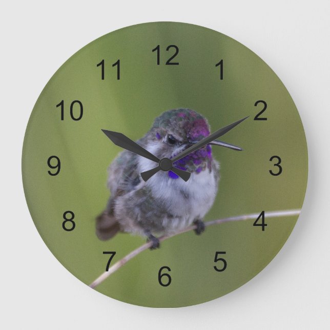 Costa's  Hummingbird in August light Large Clock (Front)