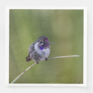 Costa's Hummingbird in August light Napkin