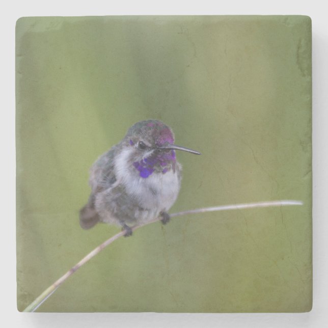 Costa's  Hummingbird in August light Stone Coaster (Front)