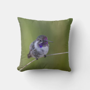 Costa's  Hummingbird in August light Throw Pillow