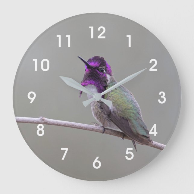 Costa's hummingbird large clock (Front)