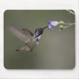Costa's Hummingbird Mousepad