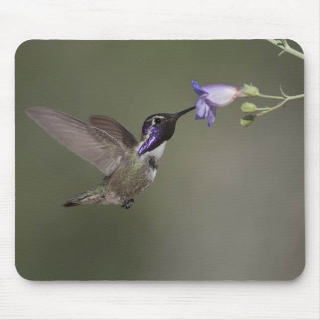 Costa's Hummingbird Mousepad (Front)