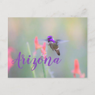 Costa's Hummingbird  on approach, Arizona postcard