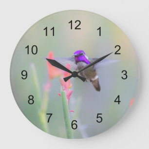 Costa's Hummingbird on approach Large Clock