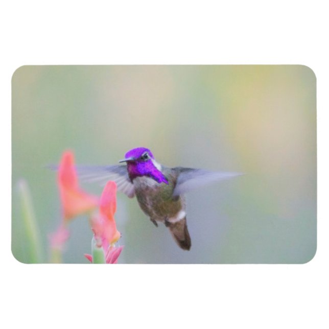 Costa's Hummingbird on approach Magnet (Horizontal)