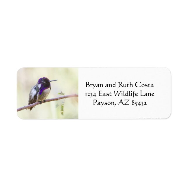 Costa's hummingbird perched on a branch (Front)